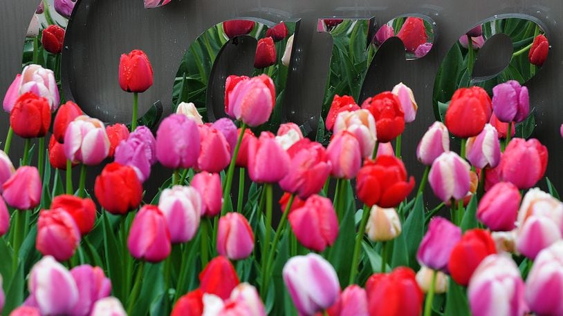 We all care that spring is in the air and flowers are blooming like the ones at the CareSource bulding in downtown Dayton. MARSHALL GORBY\STAFF