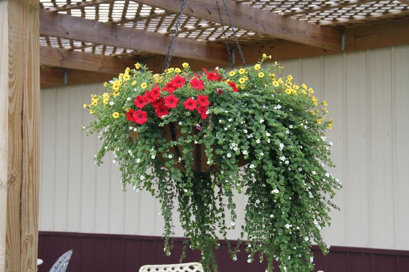 Hanging baskets may need watered often during a hot summer.