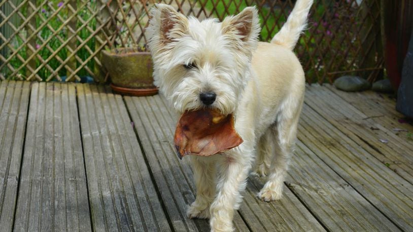 FILE PHOTO: Health officials are warning pet owners not to buy, handle or feed their dogs any pig ear treats, including those that might already be in their homes.