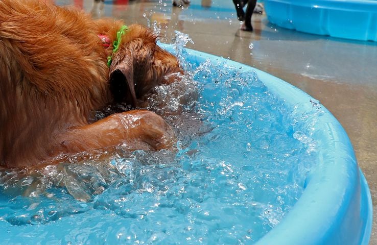 PHOTOS: Doggie Pool Party