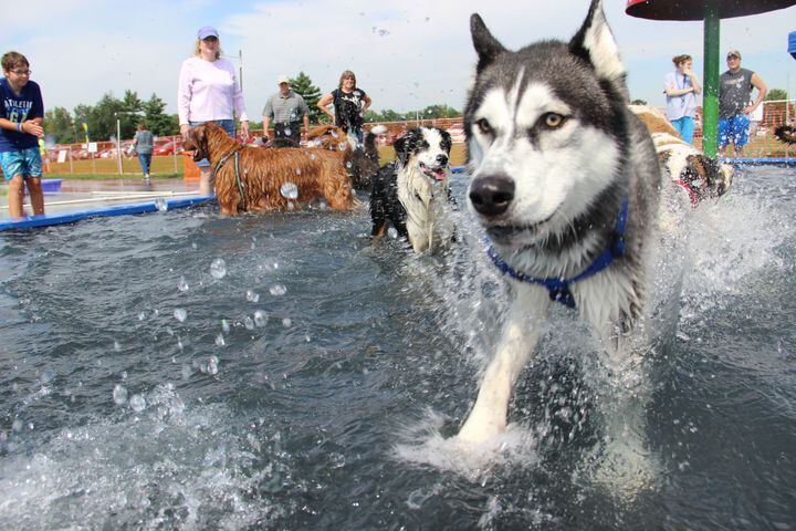 Dogs have some fun in the water at the annual Doggie Dash 'N Splash