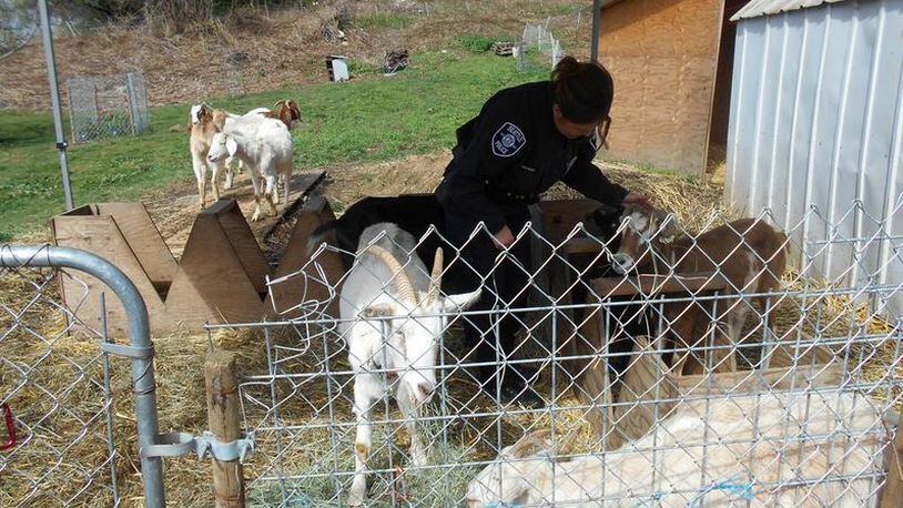 Goats were taken into custody on Thursday after reportedly chasing a group of children.