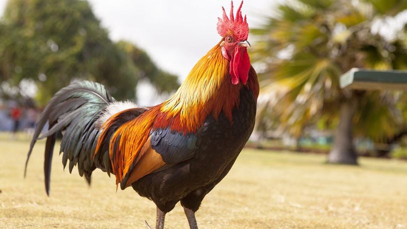 Stock photo of a rooster.
