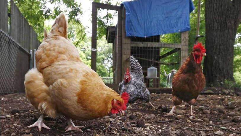Health officials fear people raising backyard chickens are at risk for salmonella infection during the current nationwide outbreak. Ohio has the highest number of cases, but none have been reported in Franklin County so far. FRED SQUILLANTE/THE COLUMBUS DISPATCH