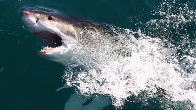 A Great White Shark.  (Photo by Ryan Pierse/Getty Images)