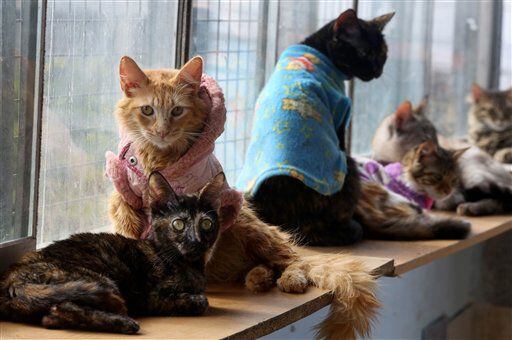 Peru Cat Hospice