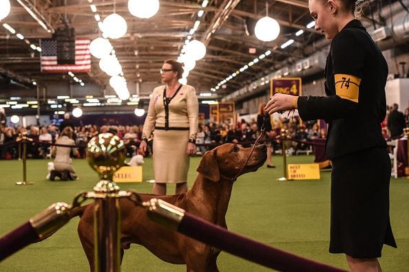 Photos: 2020 Westminster Dog Show