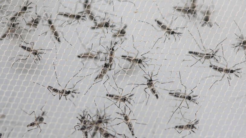 In this Feb. 1, 2016 photo, Aedes aegypti mosquitoes that were genetically modified to produce offspring that don’t live are trapped inside a container before being released into the wild by a technician from the British biotec company Oxitec, in Piracicaba, Brazil, as part of an effort to kill the local Aedes population, a vector for the Zika virus. “This mosquito really is a bear to deal with,” said Thomas Scott, professor of entomology and epidemiology at the University of California, Davis. “It’s almost like a cockroach of the mosquito world.” (AP Photo/Andre Penner)