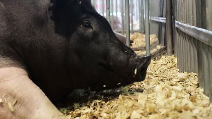 A pig at the Clark County Fair. Bill Lackey/Staff