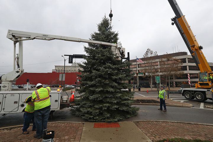 Springfield Gets Holiday Tree