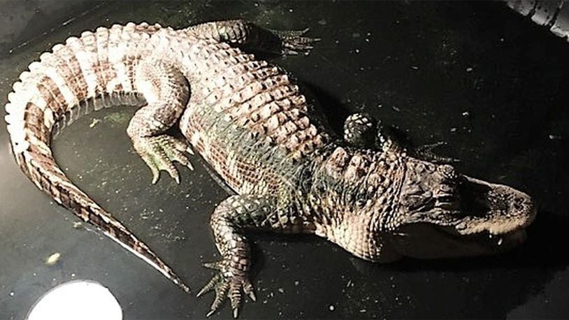 Police were called to an Ohio house to remove an alligator from a basement Thursday.