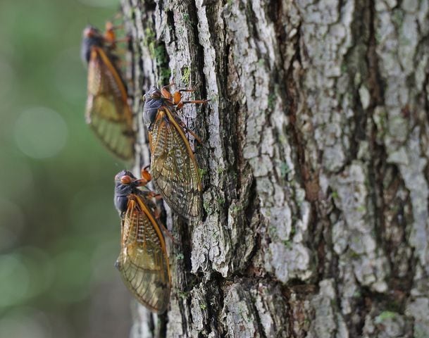 060421 Cicadas SNS