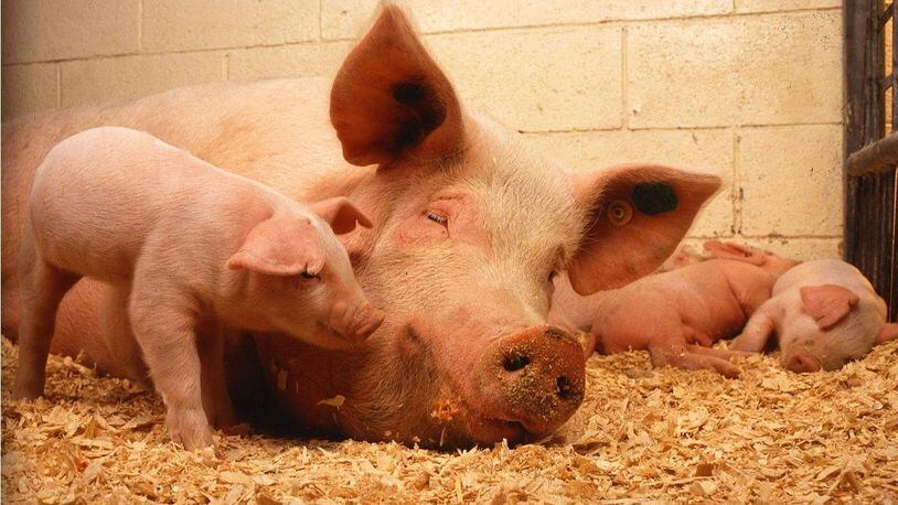 The Pork Queen at the Iowa State Fair helped a sow deliver her final piglet Tuesday.