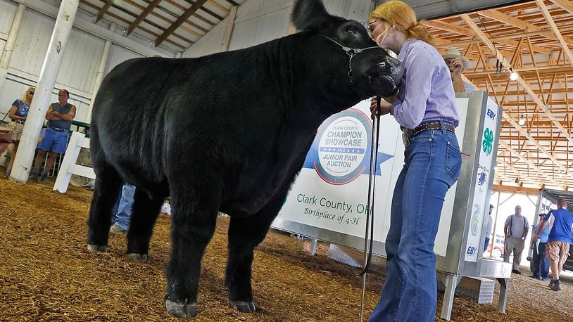 Whitney Emmerling kisses her Grand Champion Steer as she auctions it off at the Champions Showcase Friday, July 28, 2023 at the Clark County Fair. Whitney’s steer sold for a record $25,000 in the auction. BILL LACKEY/STAFF