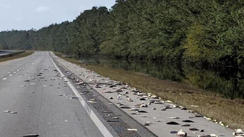 Dead fish on a North Carolina interstate occurred after Hurricane Florence.