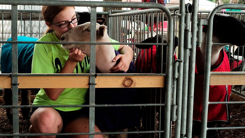 Ariana Spina, 15, gives her lamb a kiss after putting a cover over it in the sheep barn at last year’s Champaign County Fair. Bill Lackey/Staff