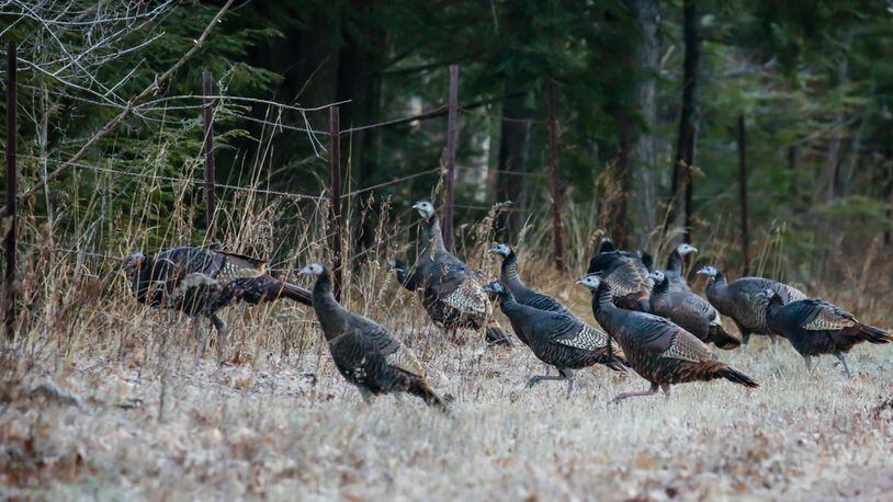 It’s the time of year that wild turkeys flock in the woods, socializing before spring breeding. CONTRIBUTED