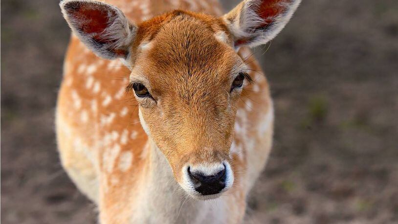 A deer had to be put down after it injured itself jumping through the window of a Massachusetts high school.