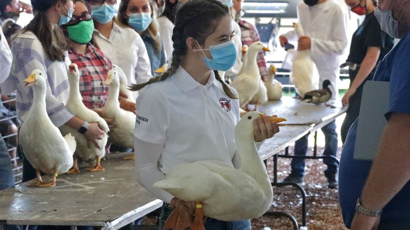 Gillian Smith, 16, answers questions about her duck from the judge on July 29, 2020 as she shows her duck at the Clark County Fair. At this year's Clark County Fair, some COVID-19 regulations like face masks will be still be required. BILL LACKEY/STAFF