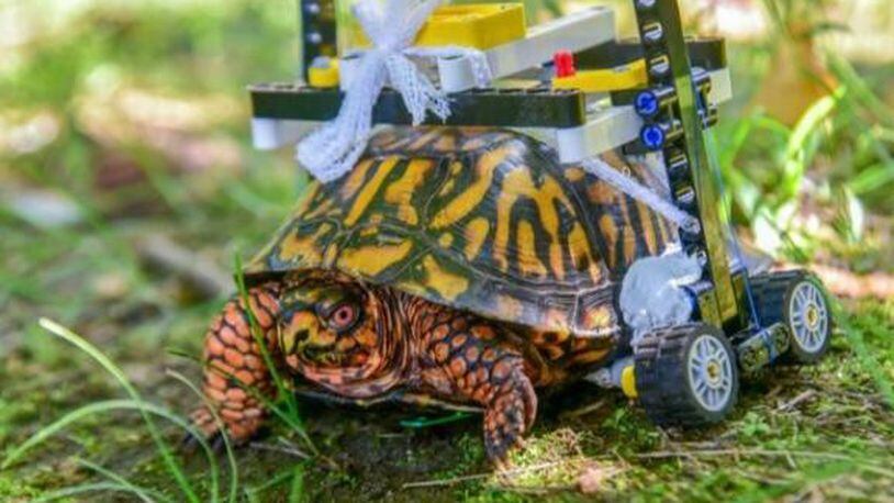 A box turtle is able to move around after surgery thanks to a wheelchair constructed of Lego bricks.