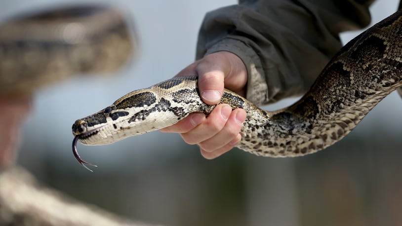 A North African Python found in the Florida Everglades .  (Photo by Joe Raedle/Getty Images)