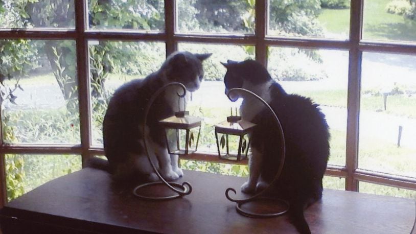 Tuxedo cats: Bailey (right) and Jack (left).