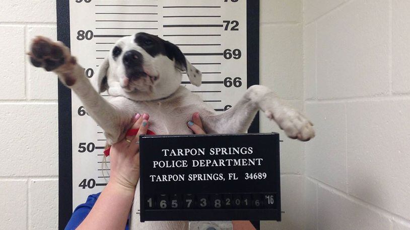 Willow being booked by Tarpon Springs police.