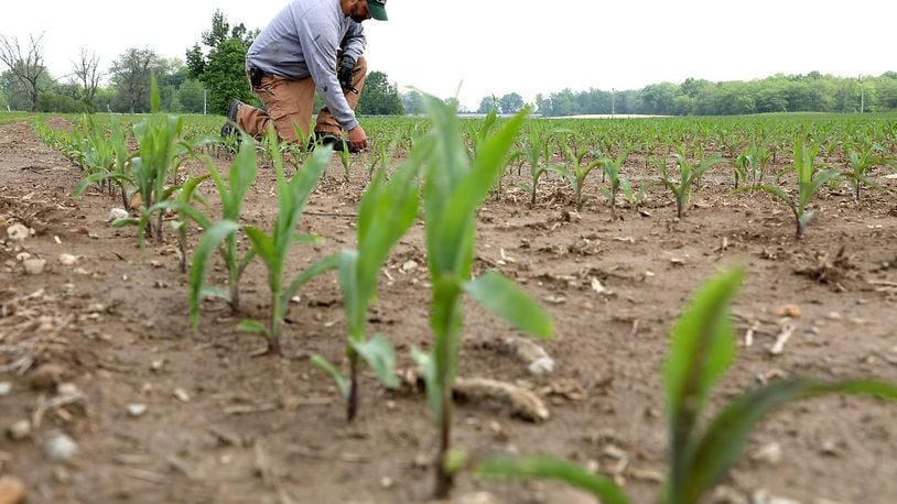 Clark County farmer Greg Kauffenbarger looks over the corn coming up in his field Tuesday, May 22, 2018. Kauffenbarger has some crops that are growing and some he’s still trying to plant. Bill Lackey/Staff