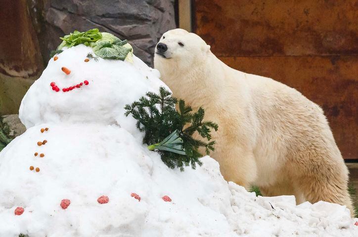 Photos: Zoo animals celebrate Christmas