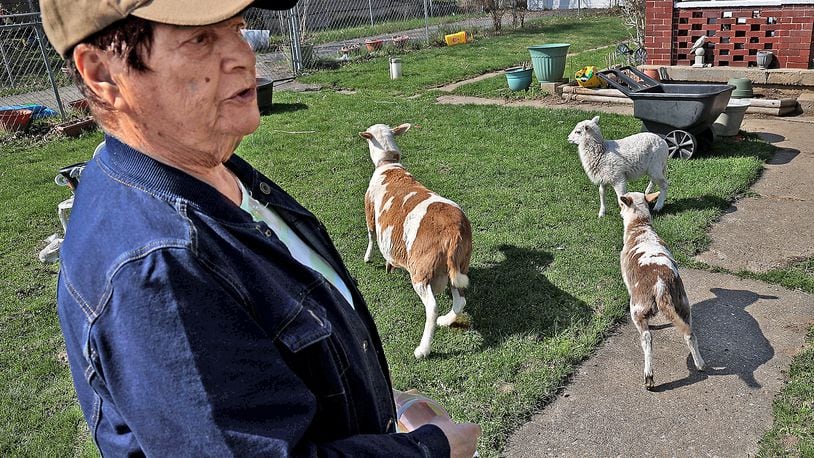 Beverly Anderson talks about "Nepo" her Dall sheep and her lambs as they run around her front yard Tuesday. BILL LACKEY/STAFF