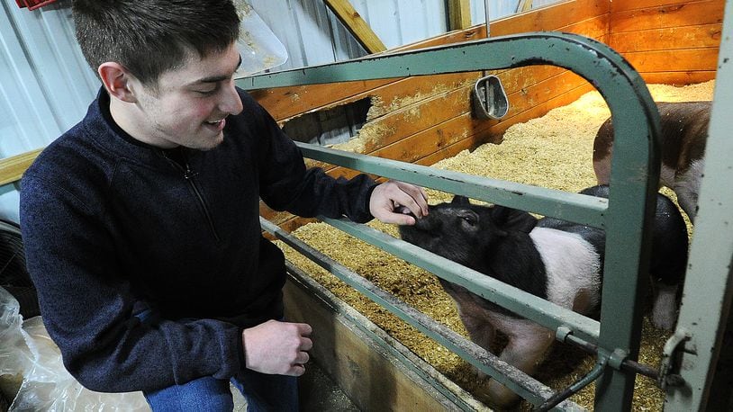 Emmit Cates, 18, of Springfield, works with one of his and his family’s four pigs as a part of his final 4-H project. Case has been participating in 4-H since the 3rd grade. MARSHALL GORBY\STAFF
