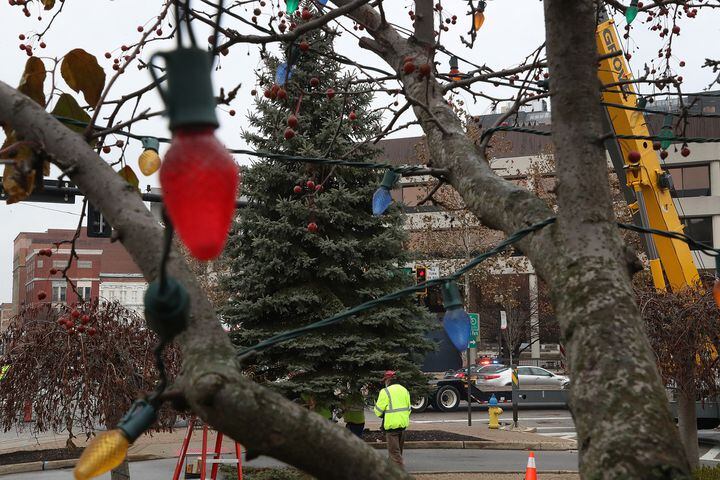 Springfield Gets Holiday Tree