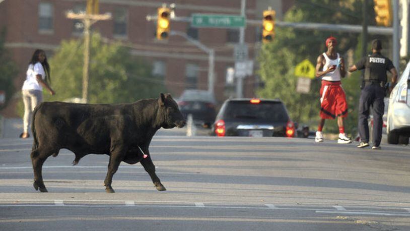 An escaped Angus breeding bull crosses a street near Coppin State University after being shot with several tranquilizer darts, Wednesday, Oct. 2, 2019, in Baltimore. The bull eventually went down a couple blocks later and was loaded into a trailer.