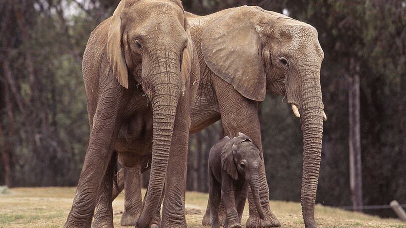 An elephant calf, similar to the one pictured, was born earlier than expected at the Pittsburgh Zoo. (pronounced n-doo-lah-mitt-see).  (Photo by Ken Bohn/San Diego Zoo via Getty Images)