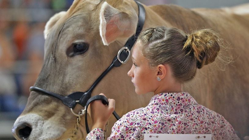 Payton Massie, 11, keeps her eye on the judge as she shows her dairy steer Tuesday, August 9, 2022 at the Champaign County Fair. BILL LACKEY/STAFF