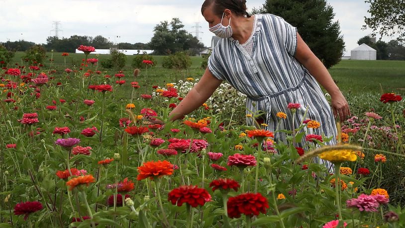 Wendy Lavy, owner of Consider the Lillies flower farm, looks over the Zennias blooming on their New Carlisle farm Wednesday. BILL LACKEY/STAFF