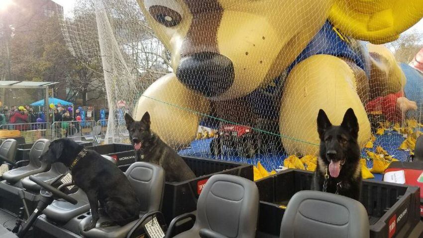 'Vapor Wake' dogs to provide extra security at Macy's Thanksgiving parade