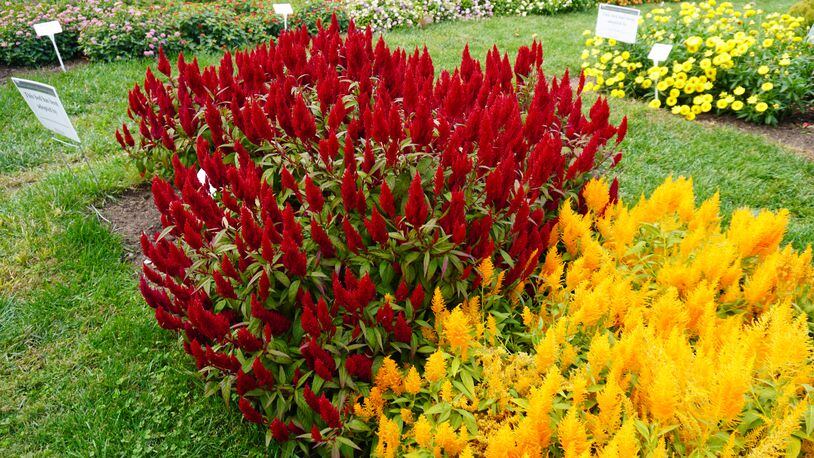 Flamma Bright Red and Golden are a Celosia variety from Sakata Ornamentals. They started blooming in mid-June and are still stunning in October. CONTRIBUTED