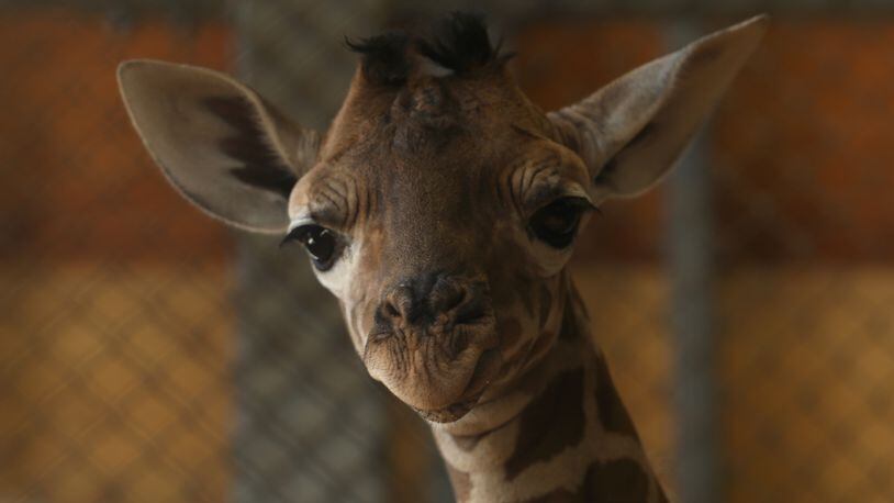 The Denver zoo welcomed an unexpected giraffe calf (not pictured) Tuesday morning. (Photo by Buddhika Weerasinghe/Getty Images)