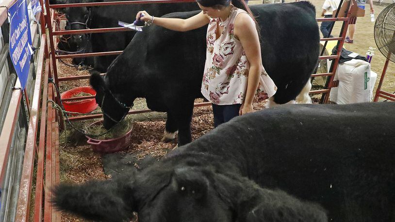 Skylar Plank brushes her champion steers as she waits to auction them off during the Auction of Champions at the Clark County Fair Friday. Bill Lackey/Staff