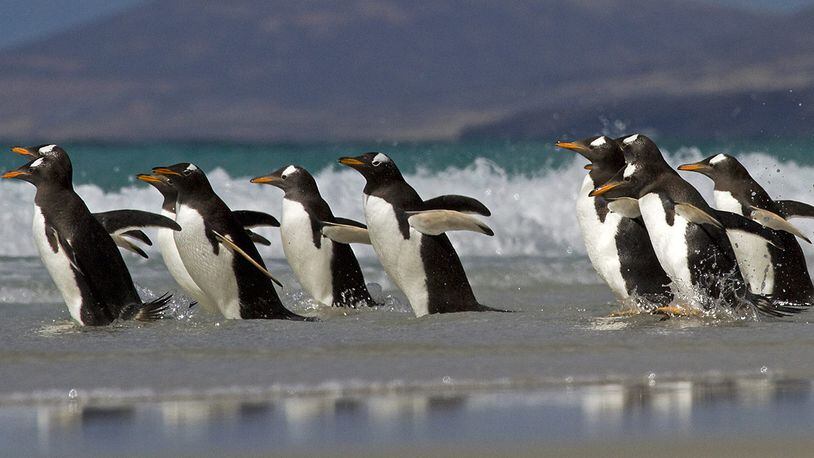 File photo of penguins.