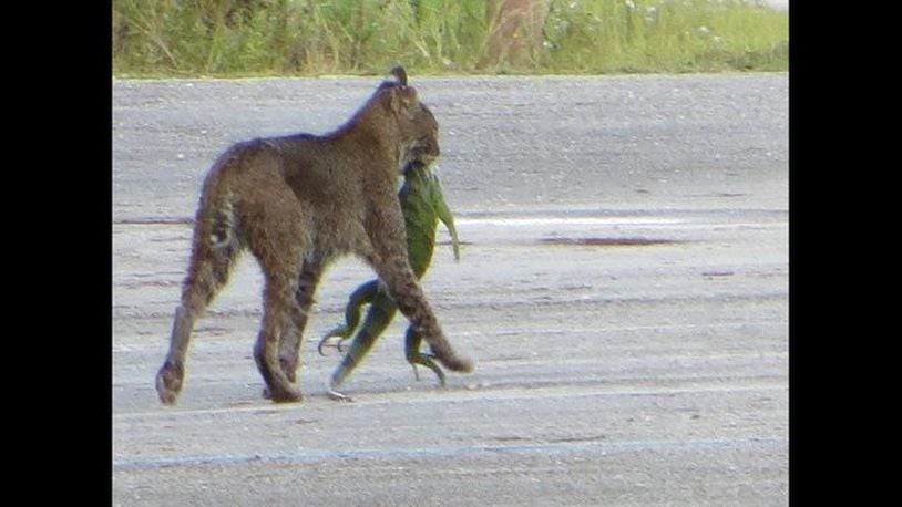 A tourist captured a photo of a bobcat carrying a giant green iguana. (Photo courtesy Vincent  Sinagria)