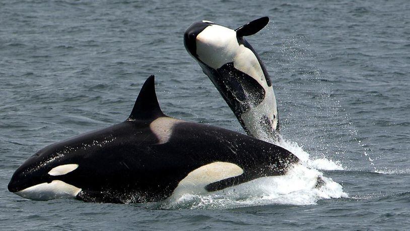 Orcas frolick in the wild.