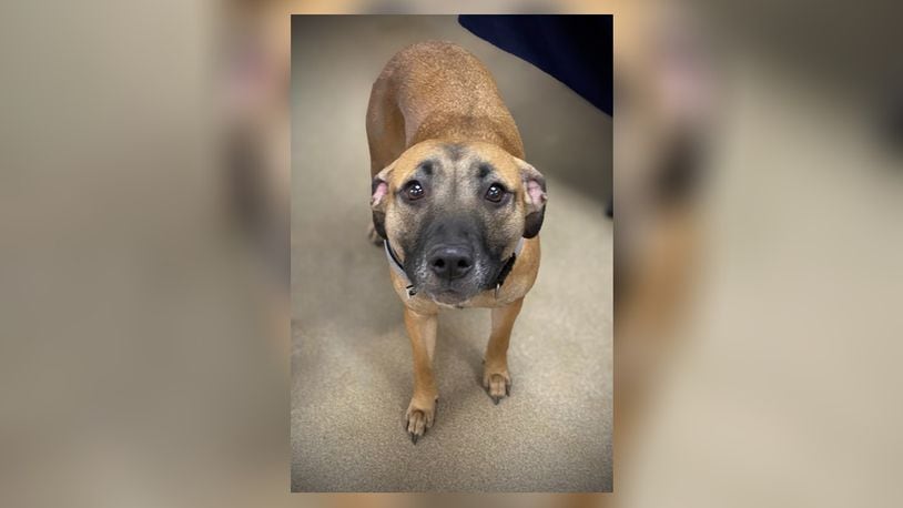 Meet Nala! She is a 54 lb., Mountain Cur mix, around 3-years-old. This sweet girl loves attention and wants to be by your side all the time. She is a little leery of men, but warms up with a little time. We have not seen any issues with other dogs but, we do recommend a meet-n-greet, prior to adopting. Her adoption fee is $22, as she is the pet of the week. That includes her spay, vaccines, microchip, dog license, and a free vet check. Call 937-521-2140, if you are interested in meeting her. Clark County Dog Shelter is at 5201 Urbana Road, Springfield. CONTRIBUTED