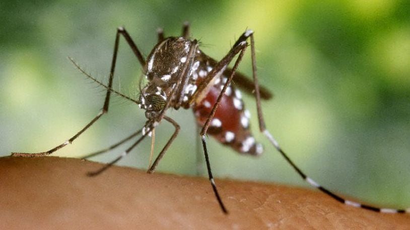 More mosquitoes have been found with West Nile Virus in Clark County and a human case has been reported. Centers for Disease Control and Prevention photo by James Gathany