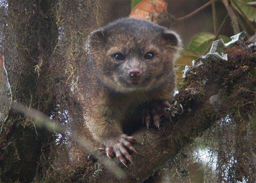 Adorable new mammal species found 'in plain sight'