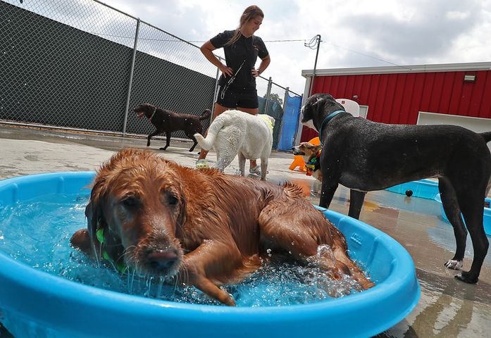 PHOTOS: Doggie Pool Party