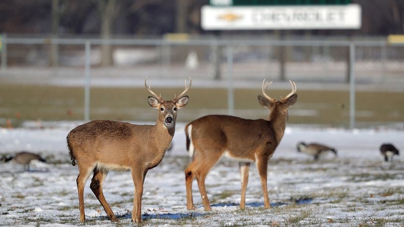 The worst thing a driver can do to avoid deer or other wildlife is swerve to miss them, contrary to what most Americans believe. David Maialetti/Philadelphia Inquirer