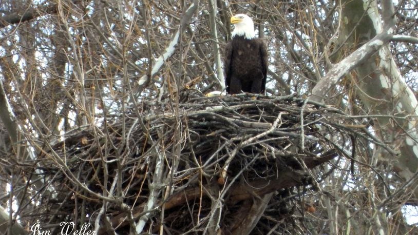 Orv keeps watch as Willa sits on an egg in the nest in March 2021. The resident bald eagles at Carillon Historical Park have an eaglet in their nest. PHOTO COURTESY OF JIM WELLER