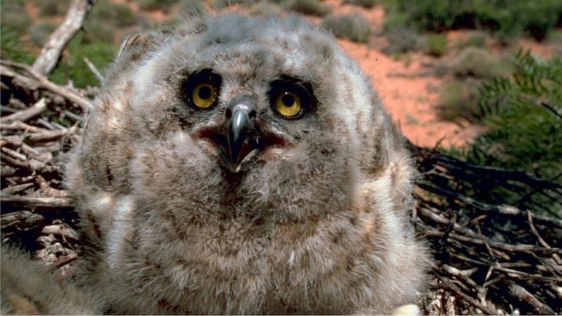A photo of a baby great horned owl, similar to the one found in Burlington County, New Jersey.